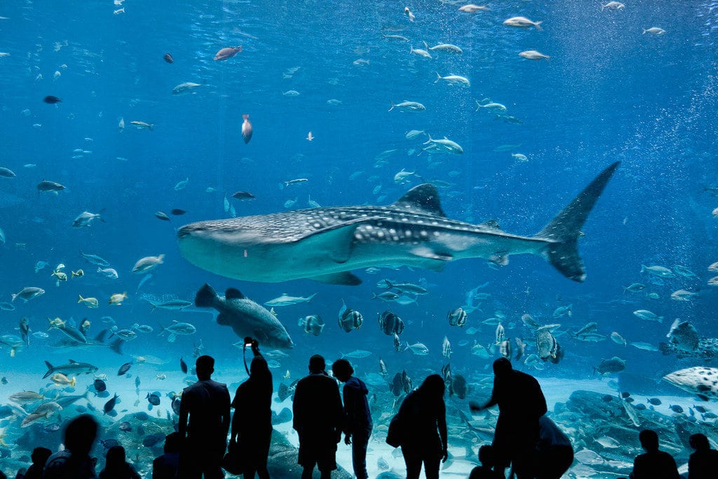 30 Best Places to Visit in Texas - The Dallas World Aquarium