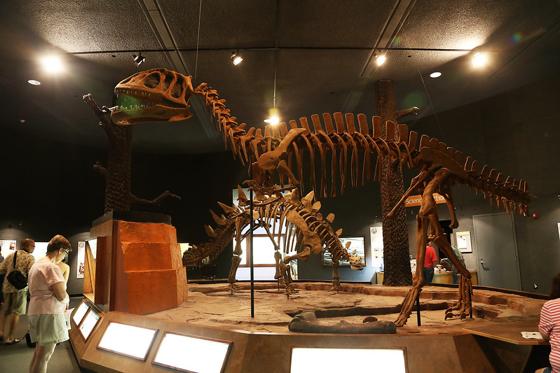 31 Best Places To Visit In Delaware - Delaware Museum of Natural History