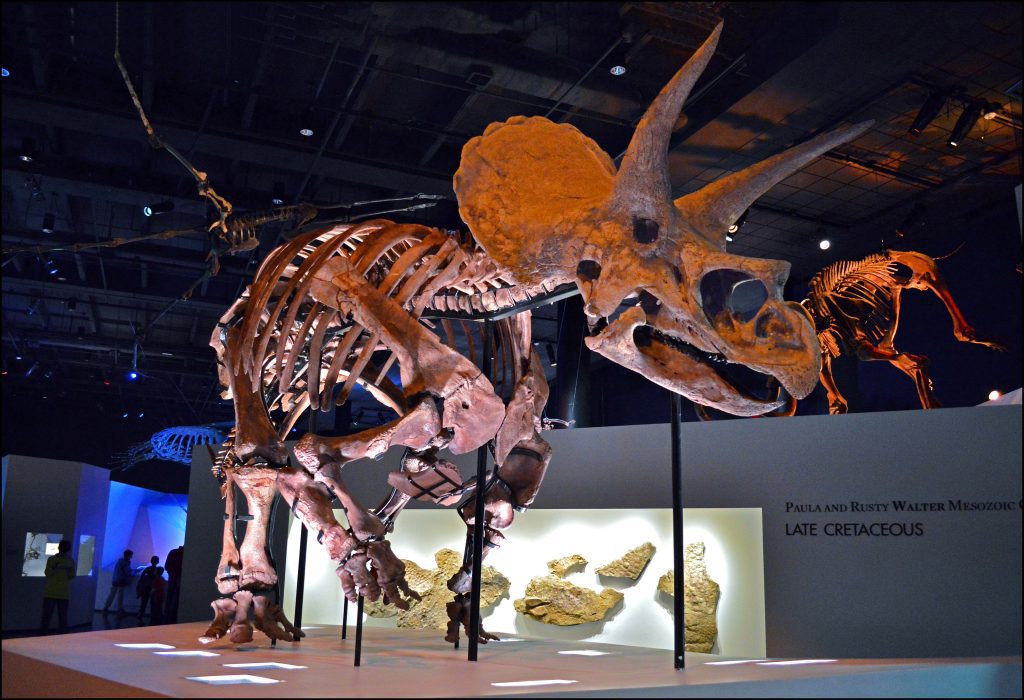 15 best things to do in Houston - Houston Museum of Natural Science